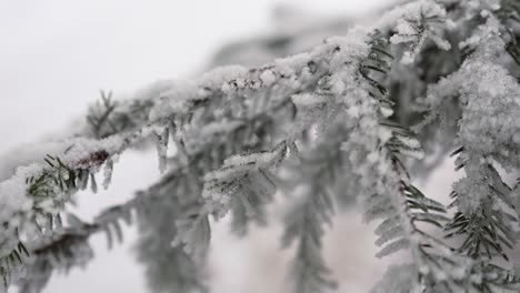 Slow-tilt-down-of-snowy-fir-branch-after-stormy-snowfall-in-forest