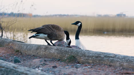 Close-view-of-Canada-geese-moving-by-wooden-beam-by-water-and-reeds