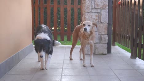 Two-dogs-walk-towards-the-camera,-slow-motion