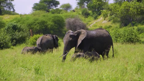 A-large-family-of-African-elephants-walks-on-the-African-savannah-and-chews-grass-in-the-wild-against-the-backdrop-of-sky-and-green-grass-in-the-African-savannah