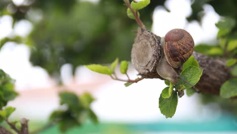 Snail-going-down-a-tree-branch-with-smalls-green-leaves
