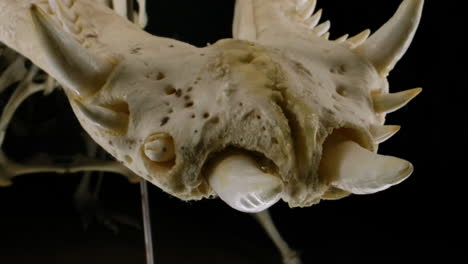 Scary-predator-teeth-alligator-crocodile-cayman-skull