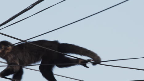 Monkey-balancing-on-electric-wire-while-it-crosses-frame,-slowmotion