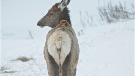 Female-elk-doing-a-number-one