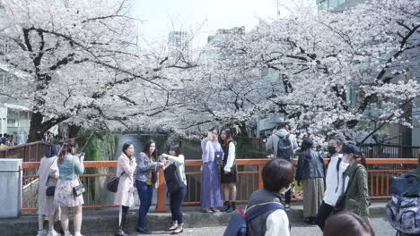 Menschen,-Die-Während-Des-Sakura-Festivals-Fotos-Auf-Malerischen-Sakura-Blütenbäumen-Machen-–-Mittlere-Aufnahme