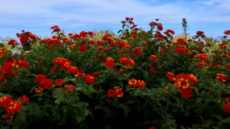 Garten-Von-Erice-Mit-Roten-Lantana-Blumen-Mit-Hecken-Und-Pflanzen-Mit-Blick-Auf-Den-Monte-Cofano-Im-Hintergrund,-Sizilien