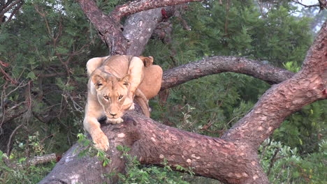 A-lioness-stretches-out-for-a-rest-on-a-fallen-tree-as-another-lioness-rests-beside-her