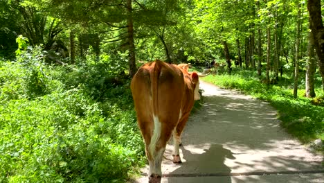 Free-and-peaceful-Austrian-cows-walking-on-path-surrounded-by-green-forest-mountains-in-summer---slow-motion-shot