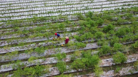 Aerial-view-of-two-asian-farmers-harvest-chili