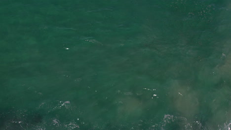 Luftaufnahme-Von-Oben-Nach-Unten-Auf-Eine-Kleine-Fischschwarmfütterung,-Während-Die-Wellen-Am-Beliebten-Aussichtspunkt-Seaway-An-Der-Spit-Gold-Coast-In-Australien-Herumrollen