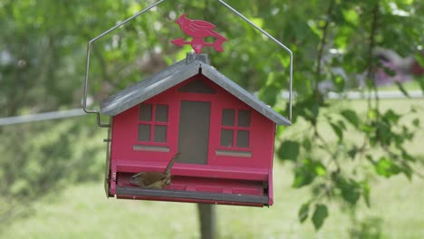 Pequeño-Pájaro-Marrón-Comiendo-Del-Comedero-Para-Pájaros-Granero-Rojo-Cámara-Lenta