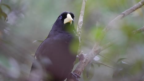 A-Psarocolius-Decumanus-Bird-Sitting-on-a-Branch-in-the-Wooded-Forest-Looking-Around-with-Blurred-Foreground-Through-the-Leaves