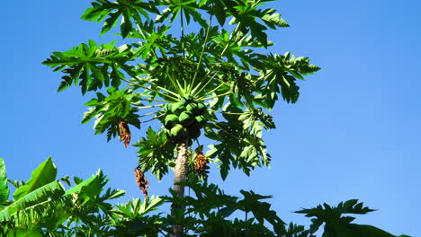 Vista-Estática-Exuberante-Planta-De-Papaya-Con-Frutos-Verdes-En-Un-Cielo-Azul