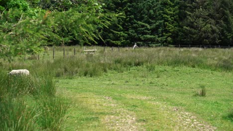 Sheep-wondering-around-on-an-English-hillside-farm-field