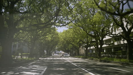 Conduciendo-Bajo-El-Dosel-De-Los-árboles-En-La-Ciudad-De-Miyazaki,-Kyushu,-Japón