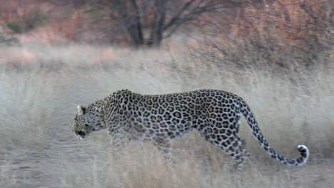 Lone-leopard-walks-and-lies-down-to-rest-on-dry-grass-on-windy-day