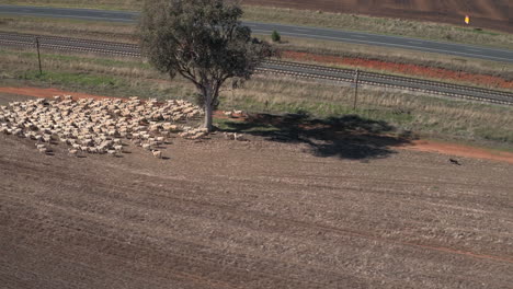 Aerial-view-of-drone-tracking-herd-of-sheep-being-rounded-up-by-cattle-dogs-and-four-wheel-motorcycle-in-the-rural-town-of-Yerong-Creek-Wagga-Wagga-NSW-Australia