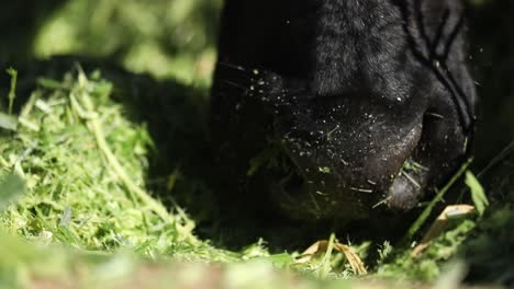 Close-up-slow-motion-of-a-muzzle-of-a-dairy-cow-eating-fresh-cut-grass