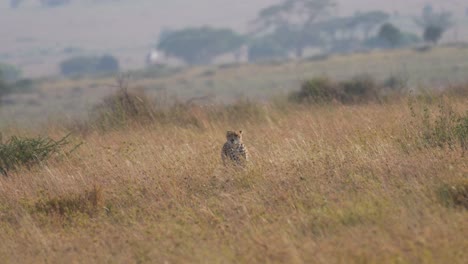 Cinematic-and-epic-wild-cheetah-in-slow-motion