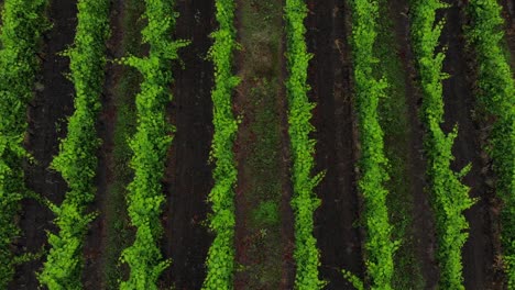 Flying--over-the-lines-in-a--green-wineyard