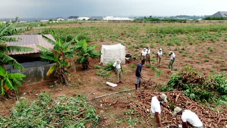 Youth-farmers-harvesting-cassava-root-with-machete-on-an-organic-farm-in-Nigeria---aerial-panoramic-view