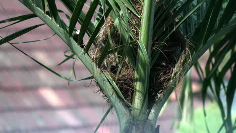 Sparrow-birds-with-babt-sparrow-nest-in-the-tree
