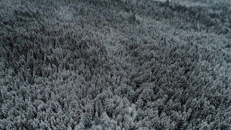 Aerial-view-slow-motion-shot-of-a-frozen-forest-with-snow-covered-trees-at-winter