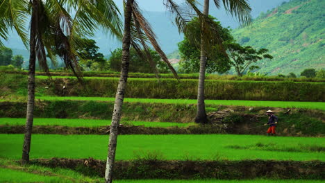 Arbeit-In-Wunderschönen-Reisfeldern-In-Der-Nähe-Von-Phan-Rang,-Vietnam