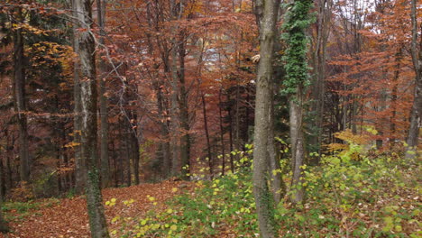 Herbstwaldbäume-Gelbes-Und-Rotes-Laub
