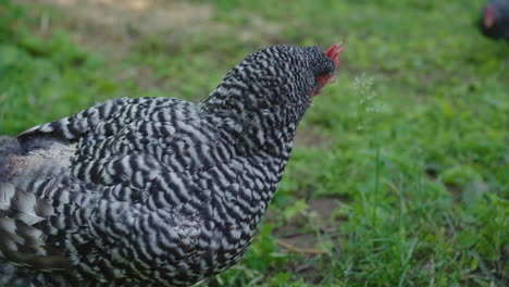 Free-range-chickens-in-a-farmyard
