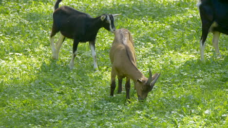 Slow-motion-shot-of-brown-and-black-colored-Valais-Goats-grazing-on-green-pasture-during-sunny-day-in-Switzerland