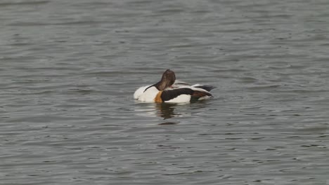 Shelduck-Cleaning-Itself-While-Dipped-In-The-Placid-Waters-Of-Texel-Island,-Netherlands