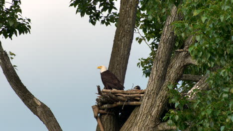 Nest-Of-The-Bald-Eagle-And-Her-Eaglets-On-Top-Of-The-Tree