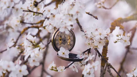 Antique-timepiece-hanging-in-japanese-pink-cherry-blossom-tree,-classic-pocket-watch-on-sakura-flower