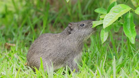 Devouring-brazilian-guinea-pig,-cavia-aperea-feeding-on-fresh-green-leaves-with-morning-dew,-alerted-by-the-surroundings-and-quickly-hop-away-at-pantanal-natural-region,-south-america