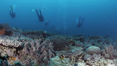 Scuba-divers-swimming-above-a-healthy-coral-reef-deep-below-the-Pacific-ocean