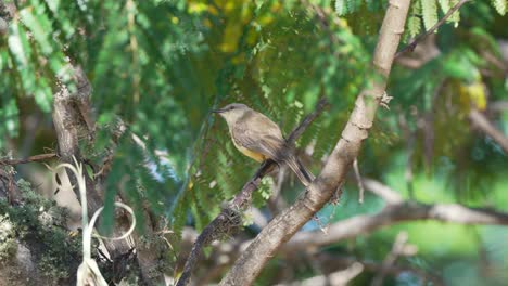 Wildlife-close-up-shot-of-a-little-cattle-tyrant,-machetornis-rixosa,-perching-on-tree-branch,-trying-to-catch-a-flying-insect-with-its-mouth-wide-open-at-pantanal-natural-region,-brazil
