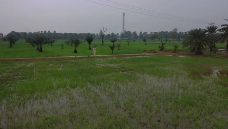 Aerial-Over-Rice-Paddy-Fields-In-Sindh-With-Pakistani-Male-Taking-Photo-On-Path