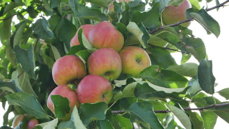 Slomo-close-up-gimbal-shot-of-apples-on-apple-tree-in-orchard