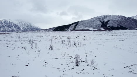 Static-shot-of-a-small-herd-of-reindeer-grazing-in-the-distance-on-a-snow-covered-field-with-mountains-draped-with-clouds-in-the-background