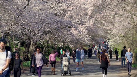 Menschen-Genießen-Kirschblütenbäume-In-Voller-Blüte-Im-Central-Park,-N.-Chr