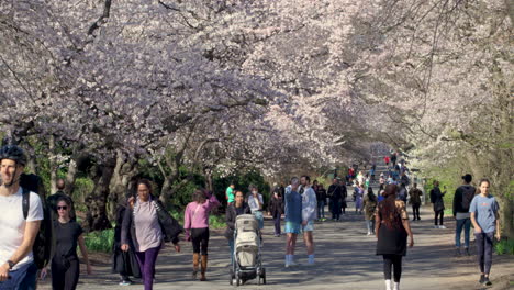 La-Gente-Disfruta-De-Los-Cerezos-En-Flor-En-Central-Park,-N