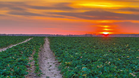 sunset-timelapse-on-countryside-cultivated-green-field