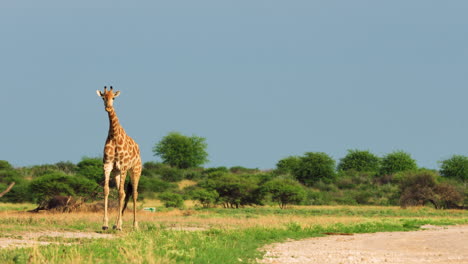 Jirafa-Caminando-Por-Los-Pastizales-Durante-El-Día-En-La-Reserva-De-Caza-Central-De-Kalahari,-Botswana---Toma-Amplia