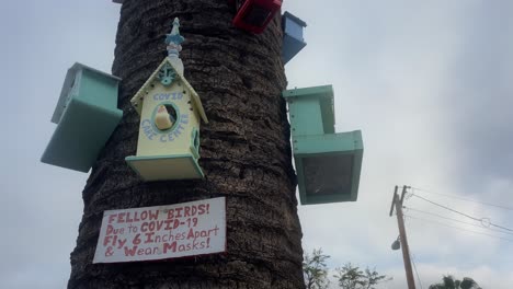 Detail-of-birdhouses-on-a-palm-tree,-with-an-ironic-description-for-birds-of-how-to-protect-themselves-against-covid19