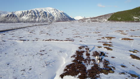 Reindeer-grazing-in-a-snow-covered-field,-walking-towards-the-scenic-mountains-in-the-background