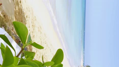 Close-up-of-seafront-plant-on-beach-of-Playa-Punta-Popy,-Las-Terrenas-in-Dominican-Republic