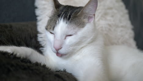 Portrait-shot-of-majestic-white-cat-relaxing-on-soft-blanket-during-sticky-day---close-up