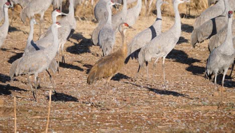 Sandhill-Crane-Adult-Immature-Flock-of-Many-Cranes-Standing-Walking-Moving-Sandhill-Cranes-looking-at-camera