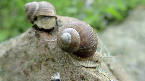 garden-snail-on-a-rock-in-a-garden-in-day-light-stock-video